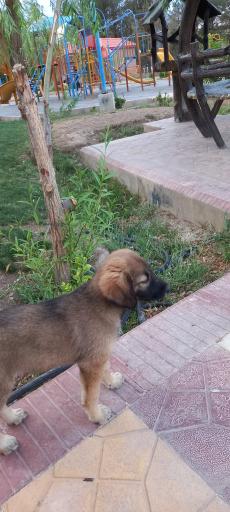 عکس پارک تفریحی و خانواده استخر پایگاه هوایی شهید بابایی