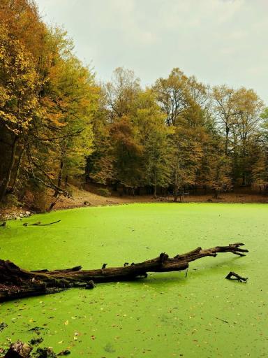 عکس مرداب هسل