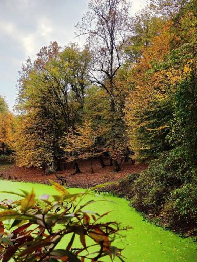 عکس مرداب هسل