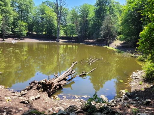 عکس مرداب هسل