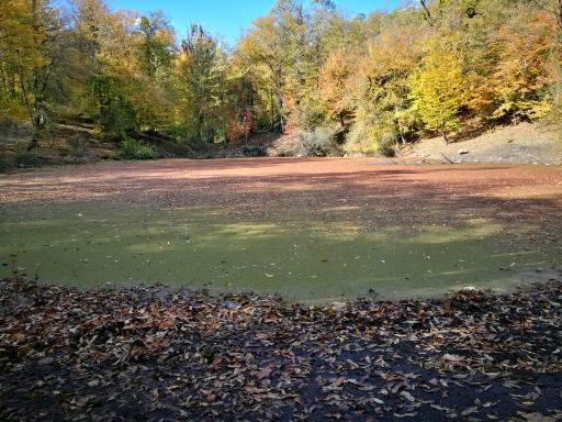 عکس مرداب هسل