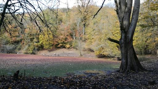 عکس مرداب هسل