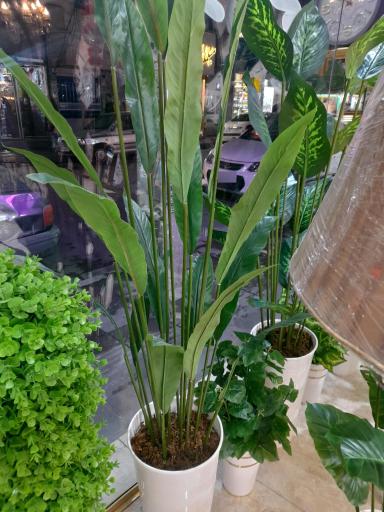 عکس گالری سنایی