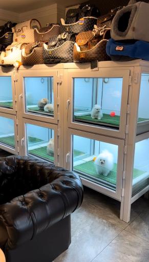 عکس پت شاپ پامرکده