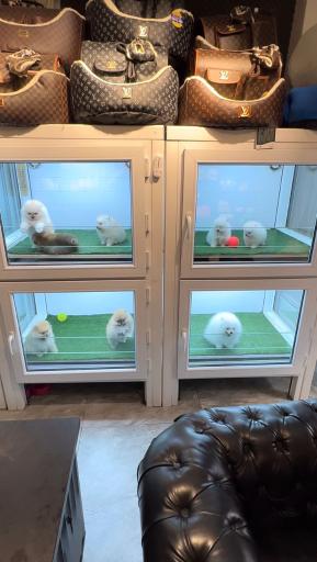 عکس پت شاپ پامرکده