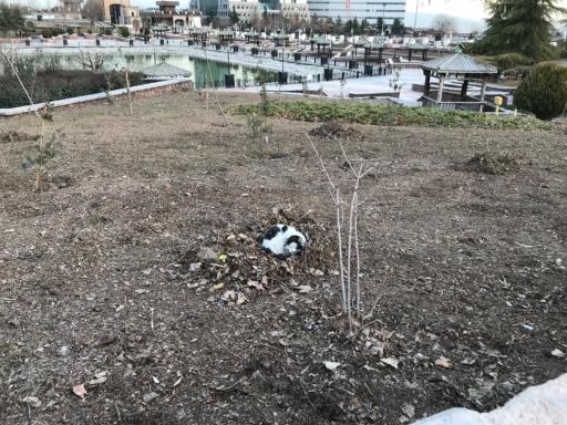 عکس بوستان نوروز