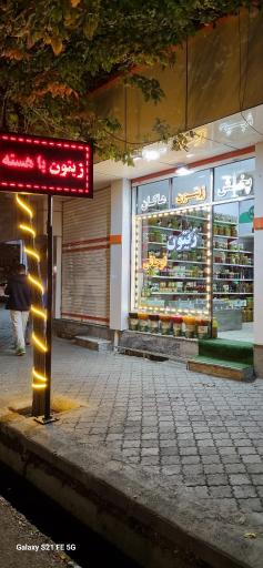 عکس زیتون اوجاقی (پخش زیتون هاکان)