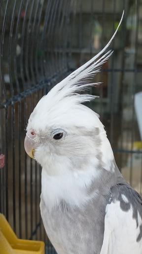 عکس پرنده سرای طوطی