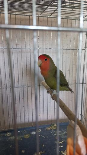 عکس پرنده سرای طوطی