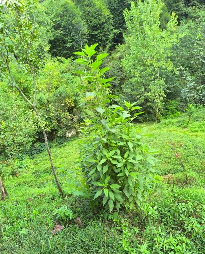 عکس اکو پارک صدرا