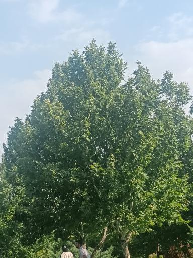 عکس اکو پارک صدرا