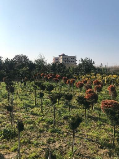 عکس سایت کشت گل و گیاه پونا