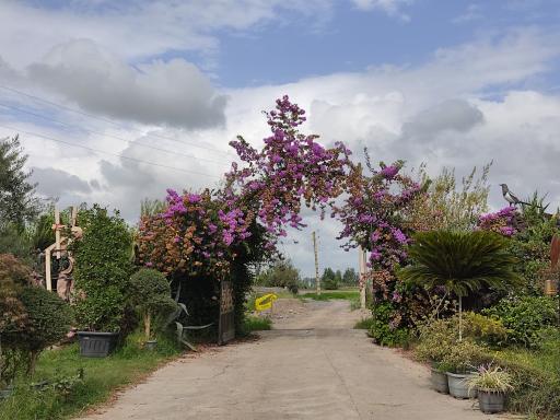 عکس سایت کشت گل و گیاه پونا