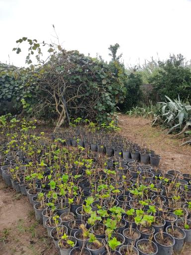 عکس سایت کشت گل و گیاه پونا