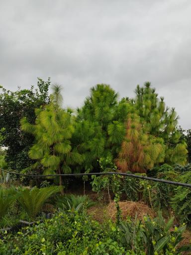 عکس سایت کشت گل و گیاه پونا