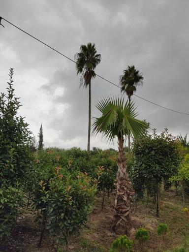 عکس سایت کشت گل و گیاه پونا