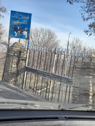 عکس گاوداری اصيل شیری شیلر