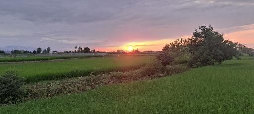 عکس بنفشه ده