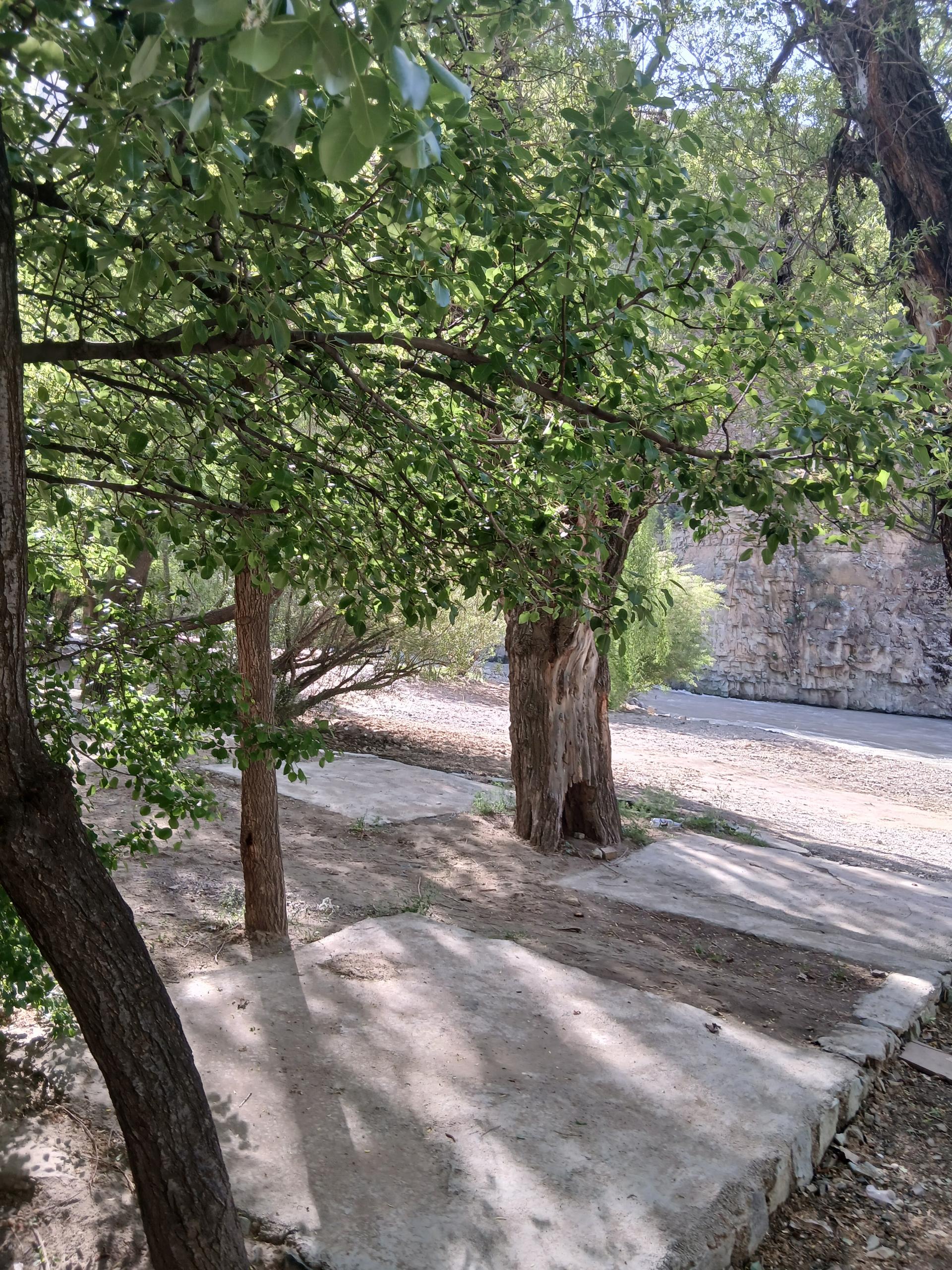 عکس باغ پل خواب