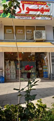 عکس فروشگاه برنج وحبوبات شهنواز