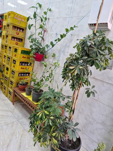 عکس دیزی  سرای حاج احد