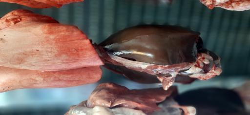 عکس سوپر پروتئین مستانی