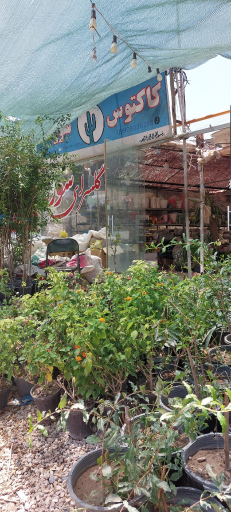 عکس گلخانه کاکتوس سورنا