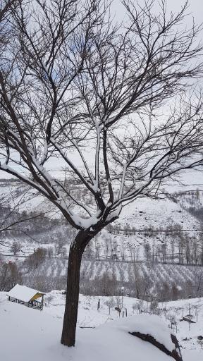 عکس پارک ولایت