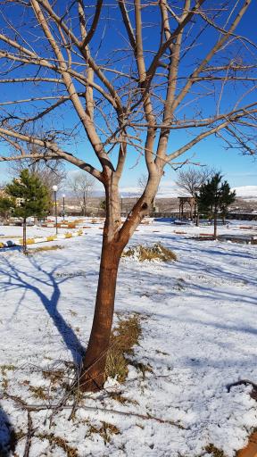 عکس پارک ولایت