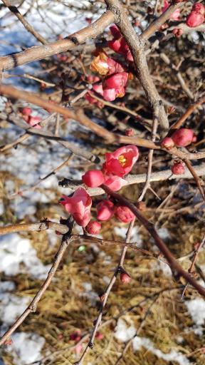 عکس پارک ولایت