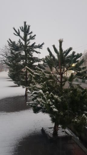 عکس پارک ولایت