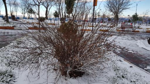 عکس پارک ولایت