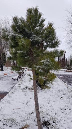 عکس پارک ولایت