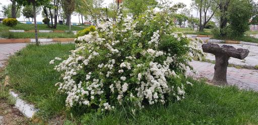 عکس پارک ولایت