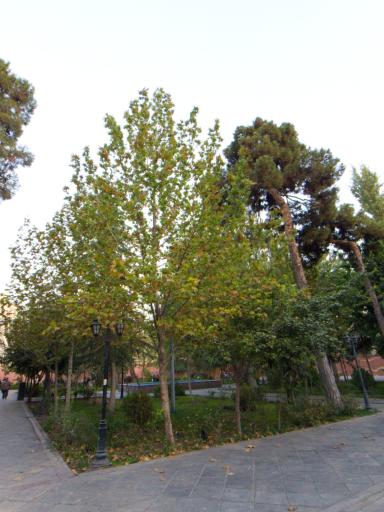 عکس باغ موزه ملی کار