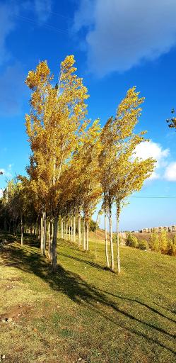 عکس پارک ولایت