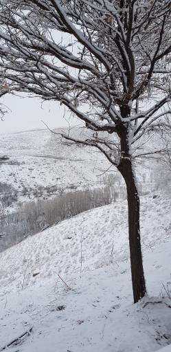 عکس پارک ولایت