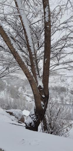 عکس پارک ولایت