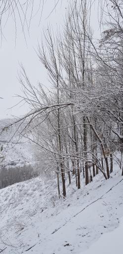 عکس پارک ولایت