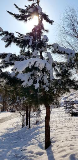 عکس پارک ولایت