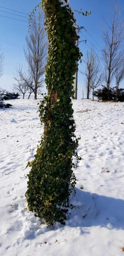 عکس پارک ولایت