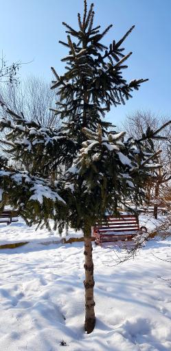 عکس پارک ولایت