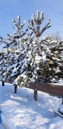 عکس پارک ولایت