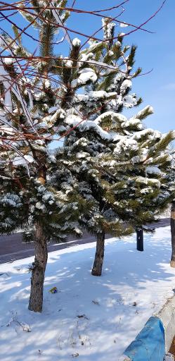 عکس پارک ولایت