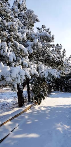 عکس پارک ولایت