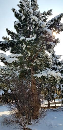 عکس پارک ولایت