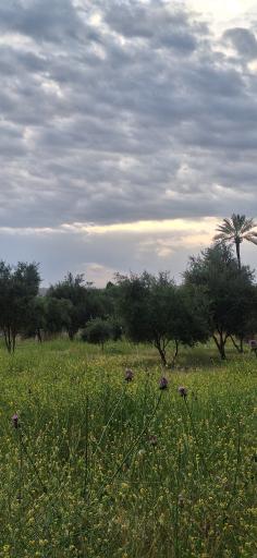 عکس تنگ چوگان