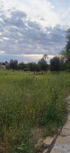 عکس تنگ چوگان