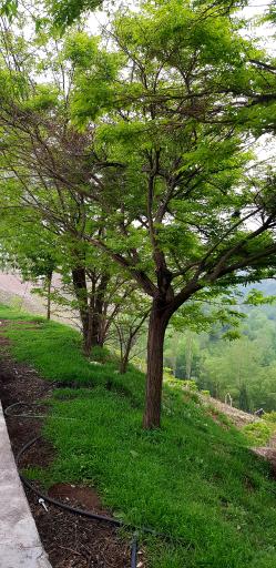 عکس پارک ولایت