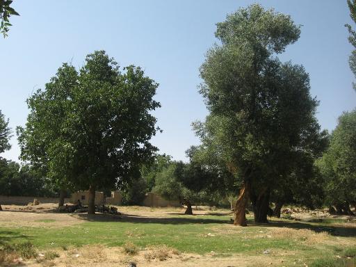 عکس دزج